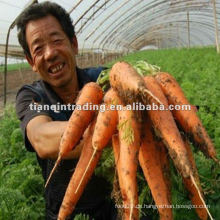 China neue Ernte Karotte